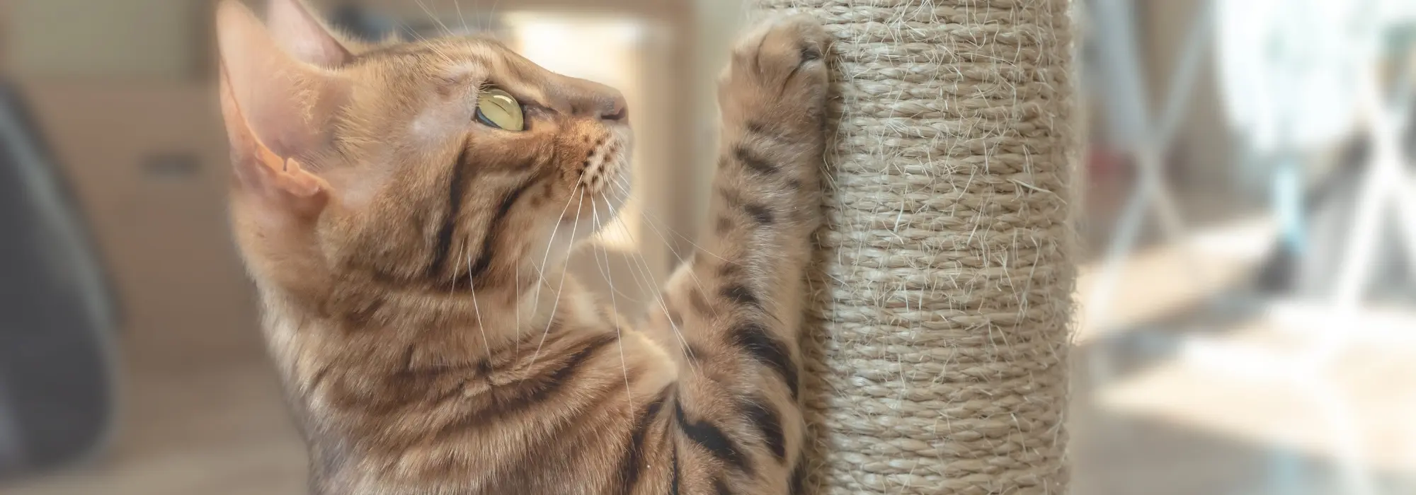Gato atigrado estirándose contra un poste de sisal natural en un salón